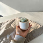 Vela Pequeña Terrario
